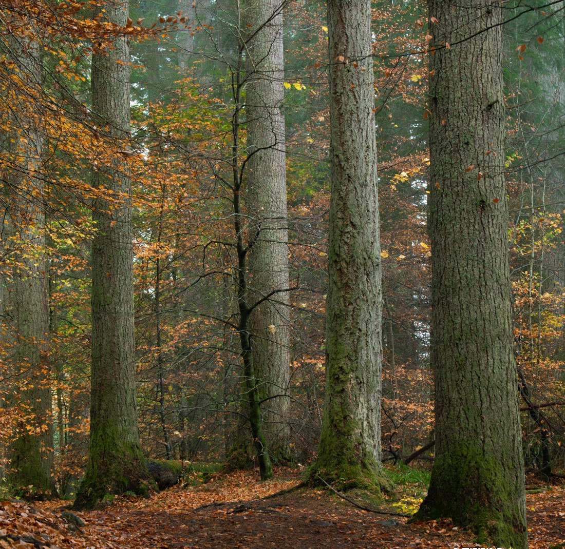图片[3]-Alister Benn富有表现力的风光后期减淡和加深大师班-中英字幕-臭虾米项目网